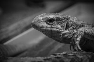 2025年におすすめのMVNOはどれですか？