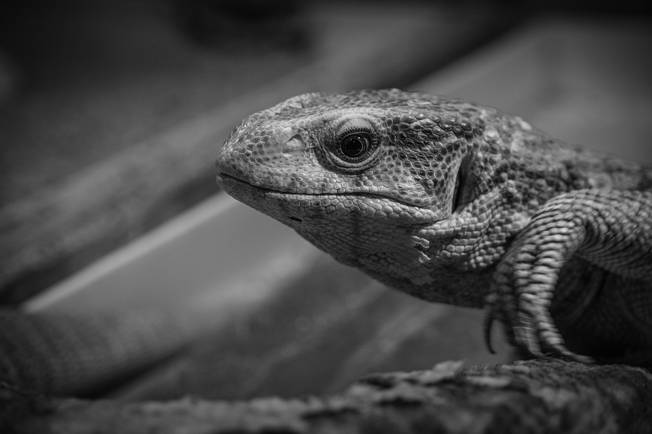 2025年におすすめのMVNOはどれですか？