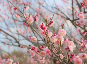 ahamoとirumoの比較でどちらが選ぶべきか？