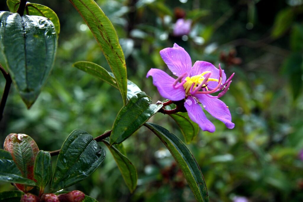 ahamoと格安SIM、どっちがいい選び方ガイドは？