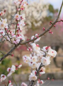 irumoとIIJmioの比較で知っておくべきポイントは？