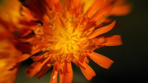 格安SIMに乗り換えたらZoomは落ちるのか？