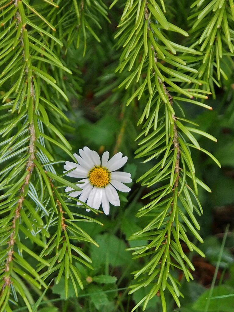 格安SIMの乗り換えプランがわかりにくい理由とは？