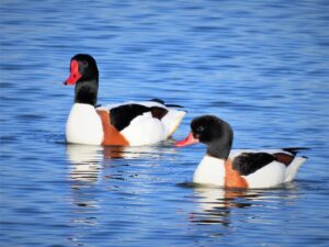 スマホ代はいくらが普通？どのように選ぶべきか解説します！