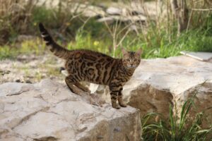 ahamoへの乗り換え手順で失敗しないための選び方は？