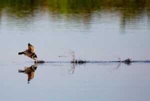 格安SIM1GBプランの選び方とおすすめは？