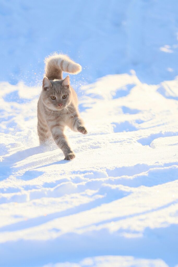 格安SIMの速度重視プランはどれが最適ですか？