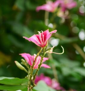 mineoのマイピタとマイそく、どっちがおすすめ？比較してみた結果は？